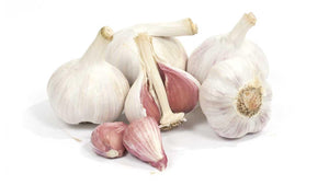 Singing the Praises of Music Garlic