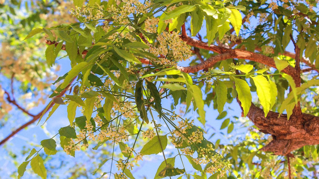 Neem tree branches and foliage