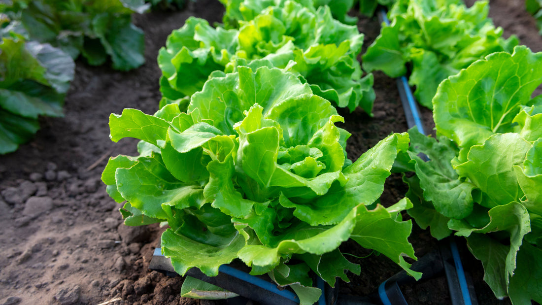 Rows of healthy green lettuce growing in garden soil