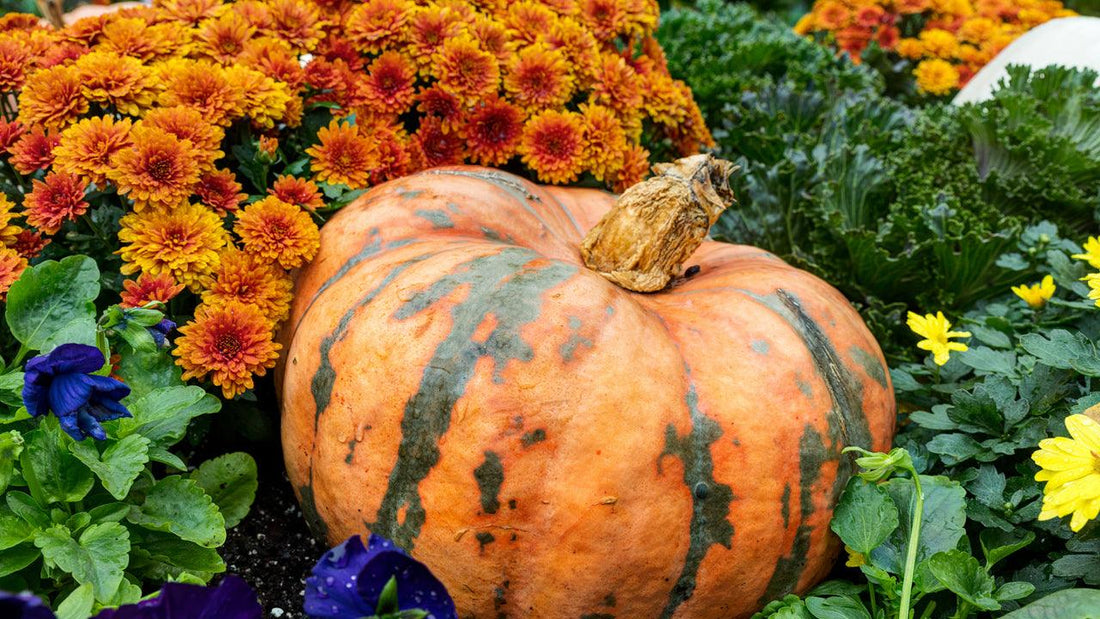 November gardening checklist graphic over pumpkins and marigolds