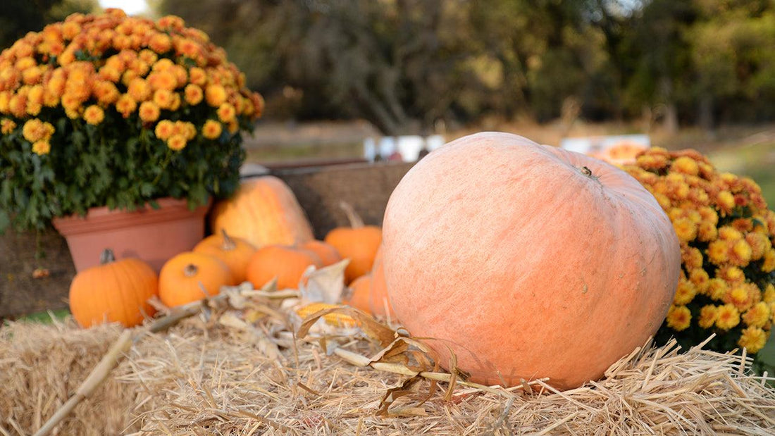 Pumpkin and marigold autumn garden display