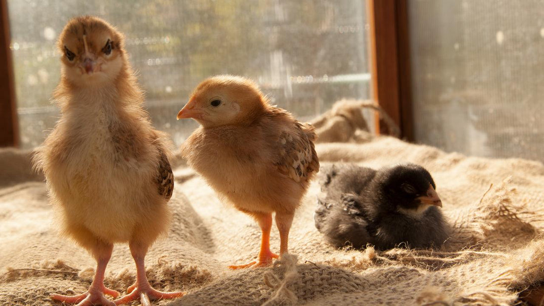 Three baby chicks in a brooder