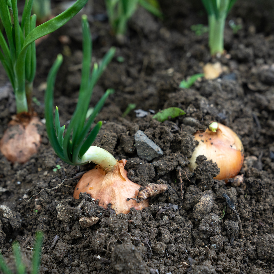 Onion bulbs sprouting in dark garden soil