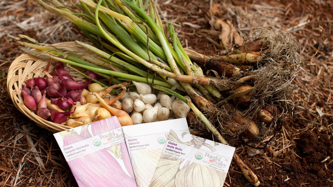 How to Select the Best Onions & Leeks - Grow Organic