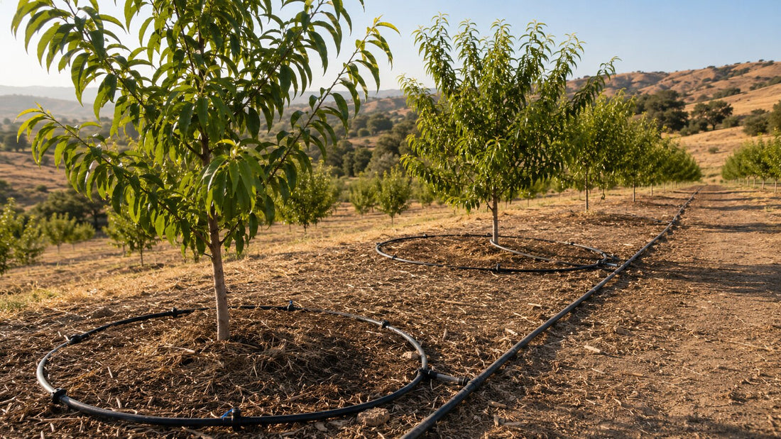 Drip tubing loops around the root zones of fruit trees in a sloping orchard