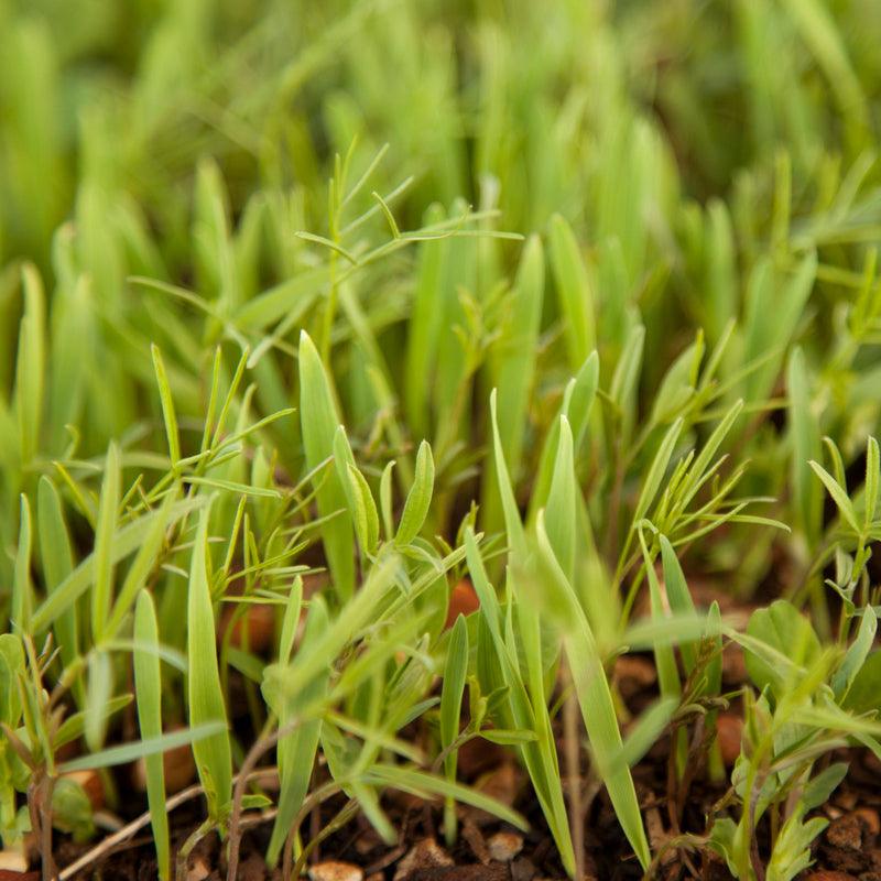 Young green cereal grass