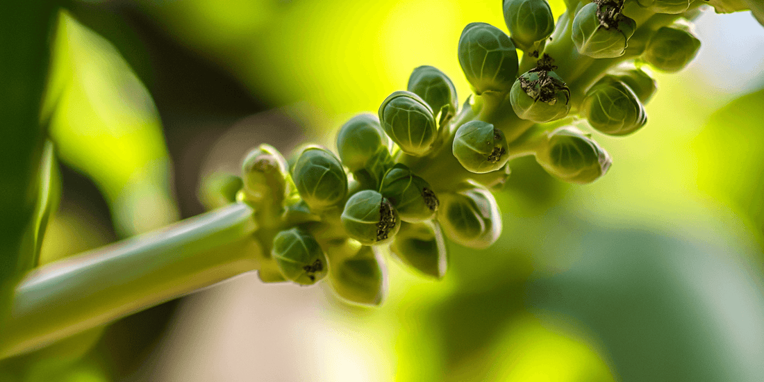 Brussels sprouts growing on upright stalks