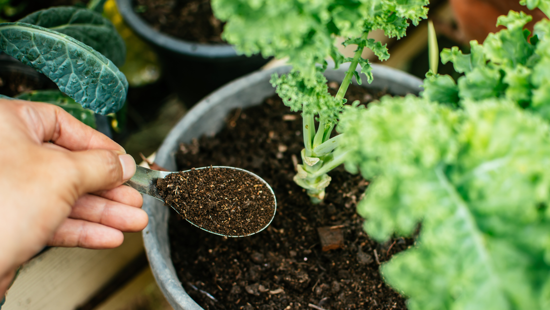 Hand applying granular organic fertilizer to a potted kale plant