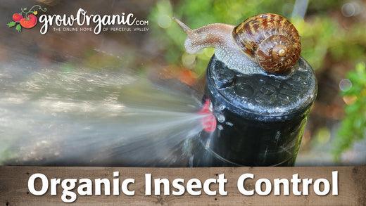 Snail beside a running garden sprinkler