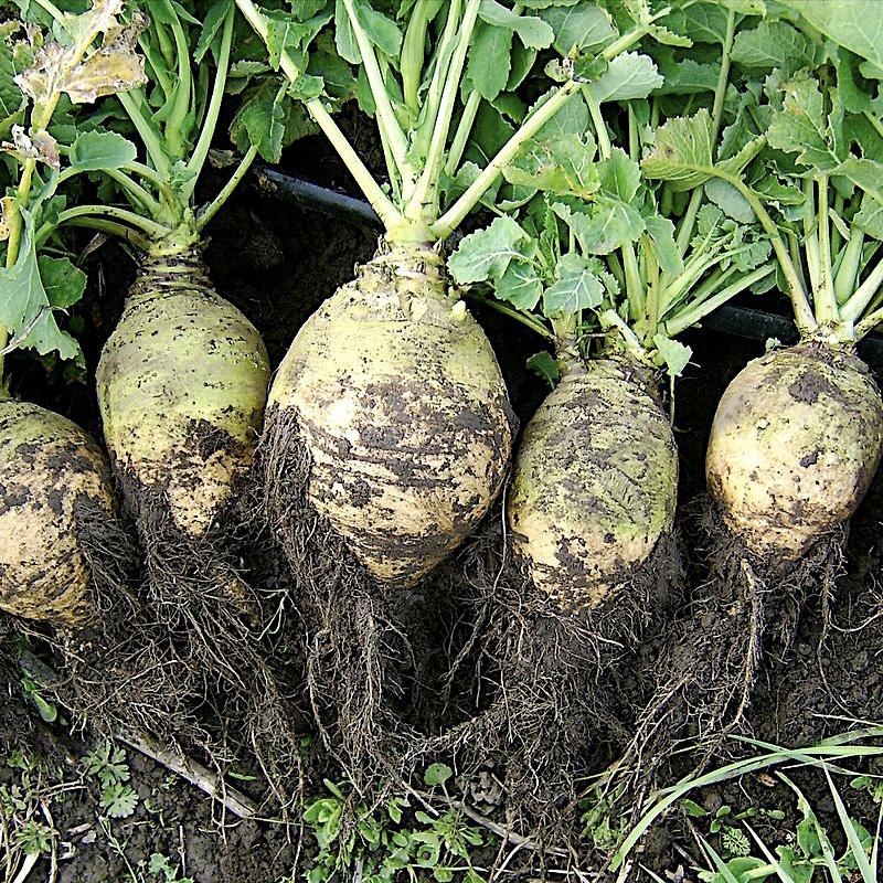 freshly harvested rutabagas