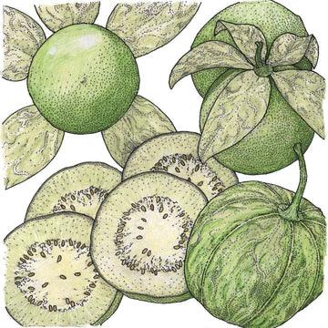 Botanical illustration of whole and cut tomatillos