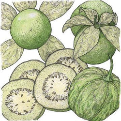 Botanical illustration of whole and cut tomatillos