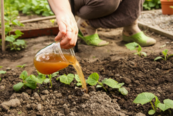 Person pouring liquid amendment around young plants