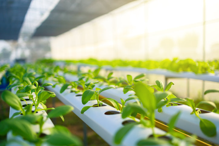 Young plants growing in hydroponic channels inside a greenhouse