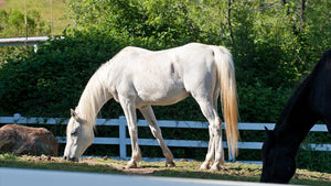 Pasture Management: 8 Ways Rotational Grazing Can Save the Planet
