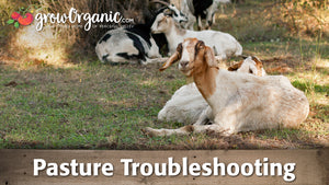 Pasture Troubleshooting
