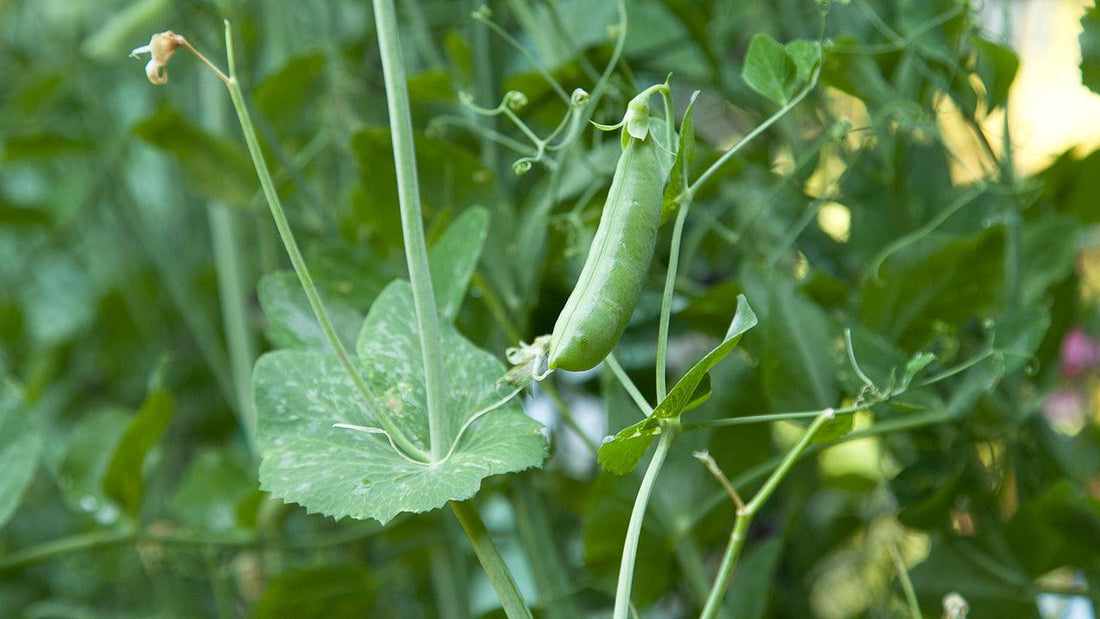 Pea leaves and pods showing pale spots