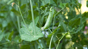 White Spots on Pea Leaves? A Deep Dive into Pea Pathologies and Pea Plant Leaves Health