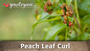 How to Treat Peach Leaf Curl in Your Organic Orchard