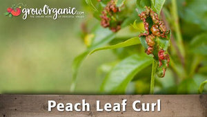 Peach Leaf Curl Video: Symptoms and Prevention Timing