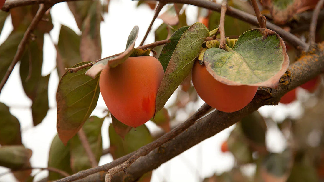 Ripe persimmon fruit for comparing backyard varieties