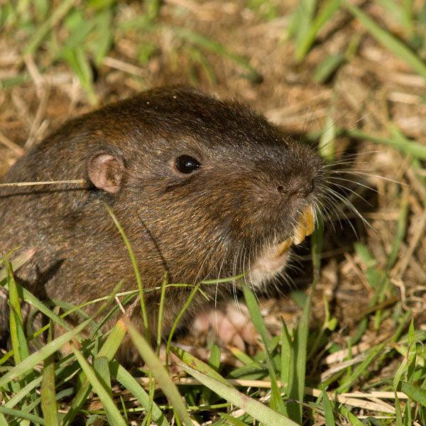 Rodent beside garden plants in a cultivated bed