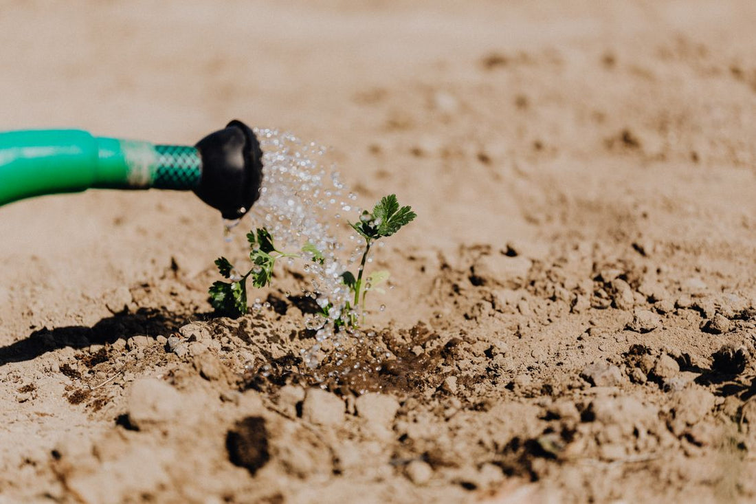 Green hose watering a young plant in dry garden soil