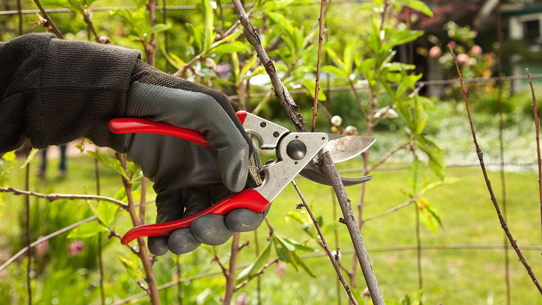 Gloved hand pruning a branch with red-handled shears