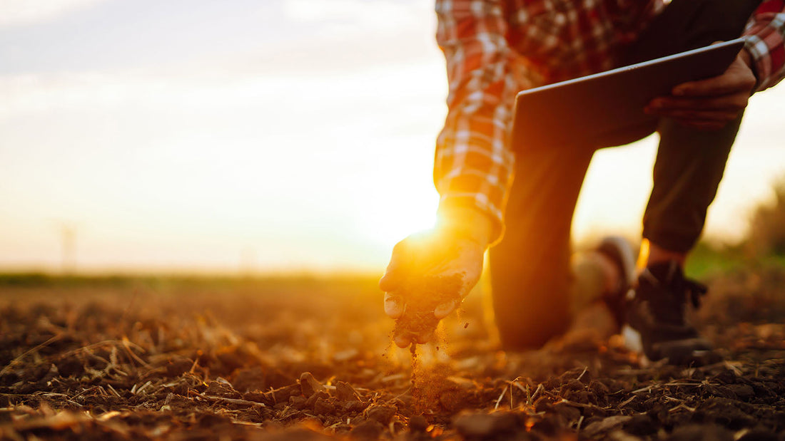Farmer examining a soil sample in a field at sunset