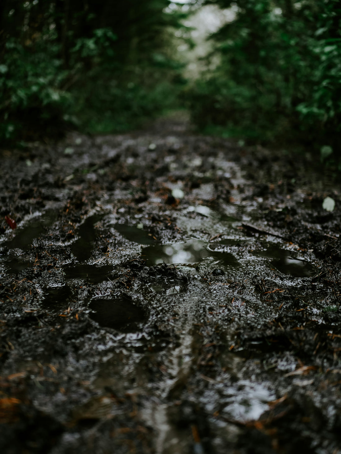 Water droplets on dark soil after rain