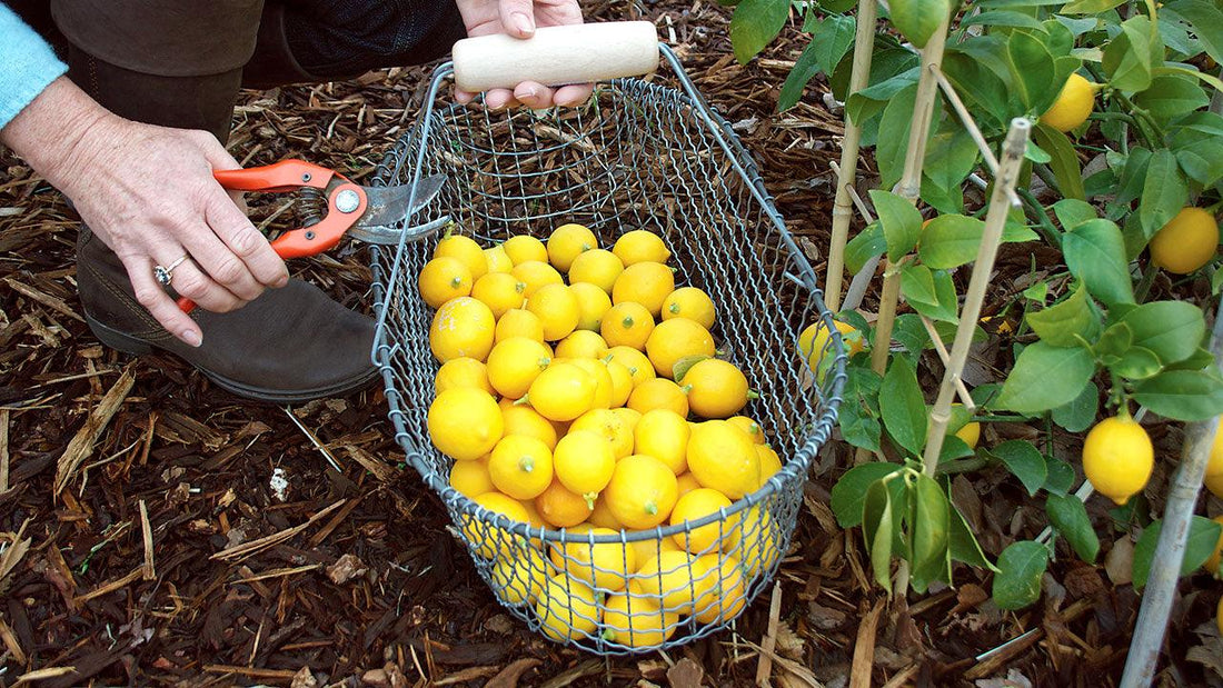 Gardener harvesting ripe Meyer lemons from a healthy container-suitable citrus tree