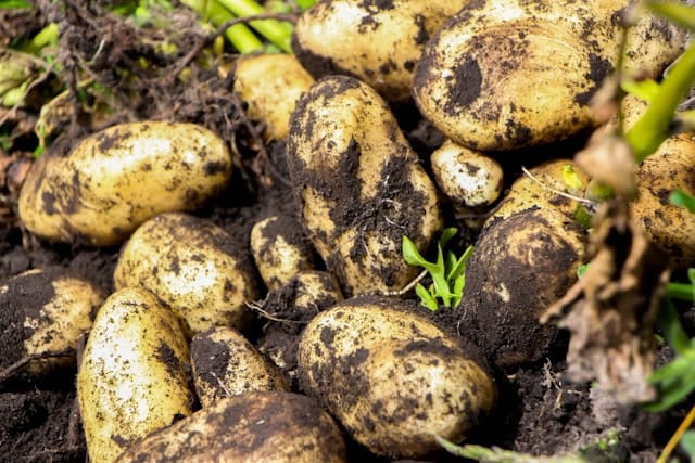 pile of dirty potatoes sitting in the dirt