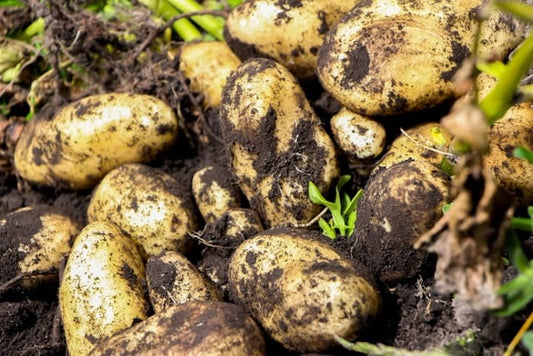 pile of dirty potatoes sitting in the dirt