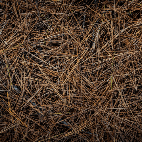 Layer of dry brown pine needles