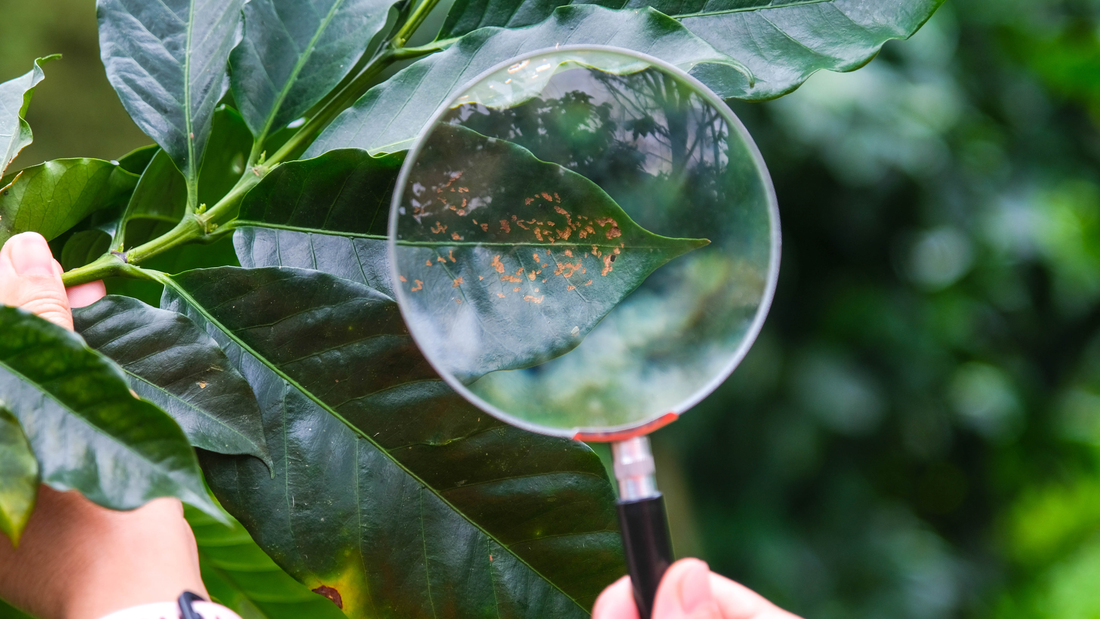 Magnifying glass examining rust-colored spots on plant leaves