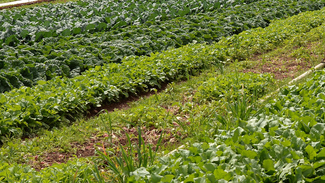 fields of organic vegetable crops