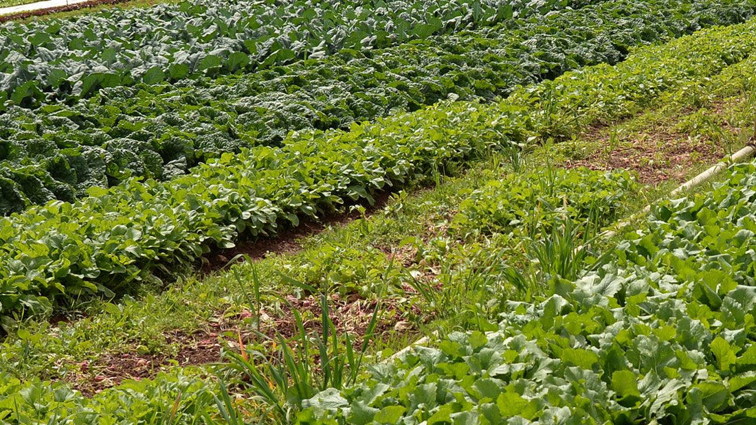 Alternating rows of leafy crops in a field