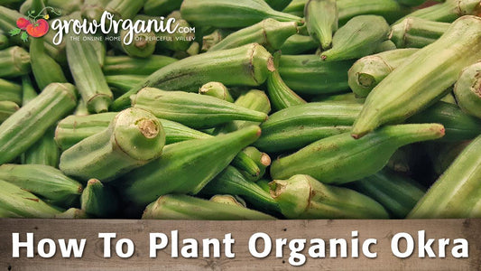 Okra planting guide graphic over fresh pods