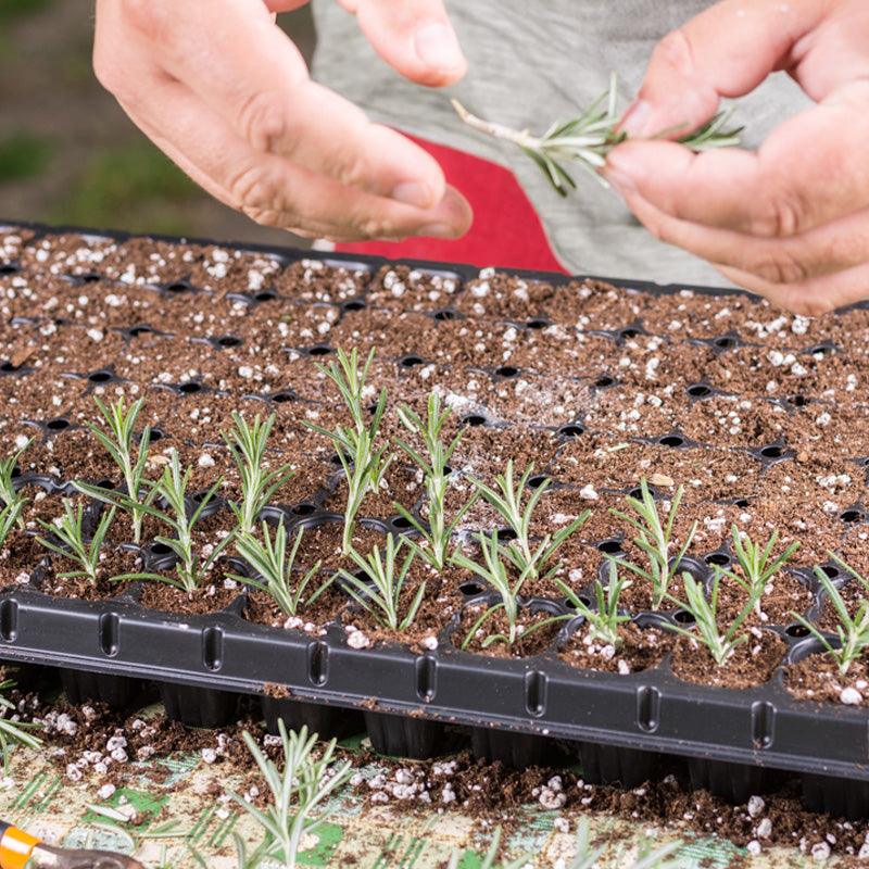 Seed-starting supplies arranged for indoor propagation