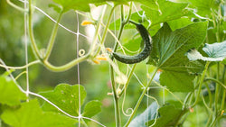 Cucumber vines climbing white garden netting