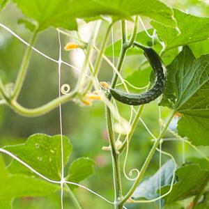 Cucumber vines and blossoms climbing trellis netting before summer harvest turnover