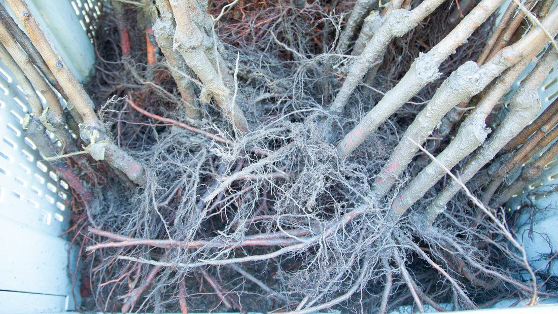 Planting Your Bare Root Fruit & Nut Trees - Grow Organic