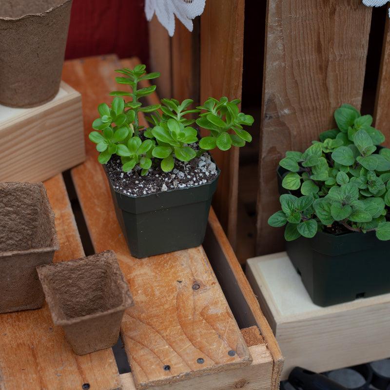 Herbs growing in square black planters on wooden steps