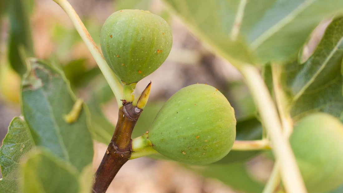 Hand touching a young green fig on a tree