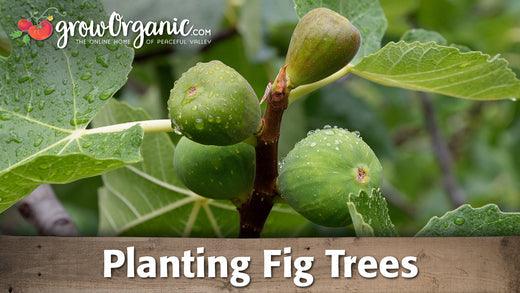 Green figs growing on a leafy branch
