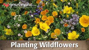Planting Wildflowers