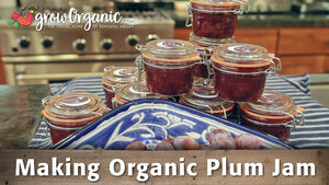 Making Organic Plum Jam