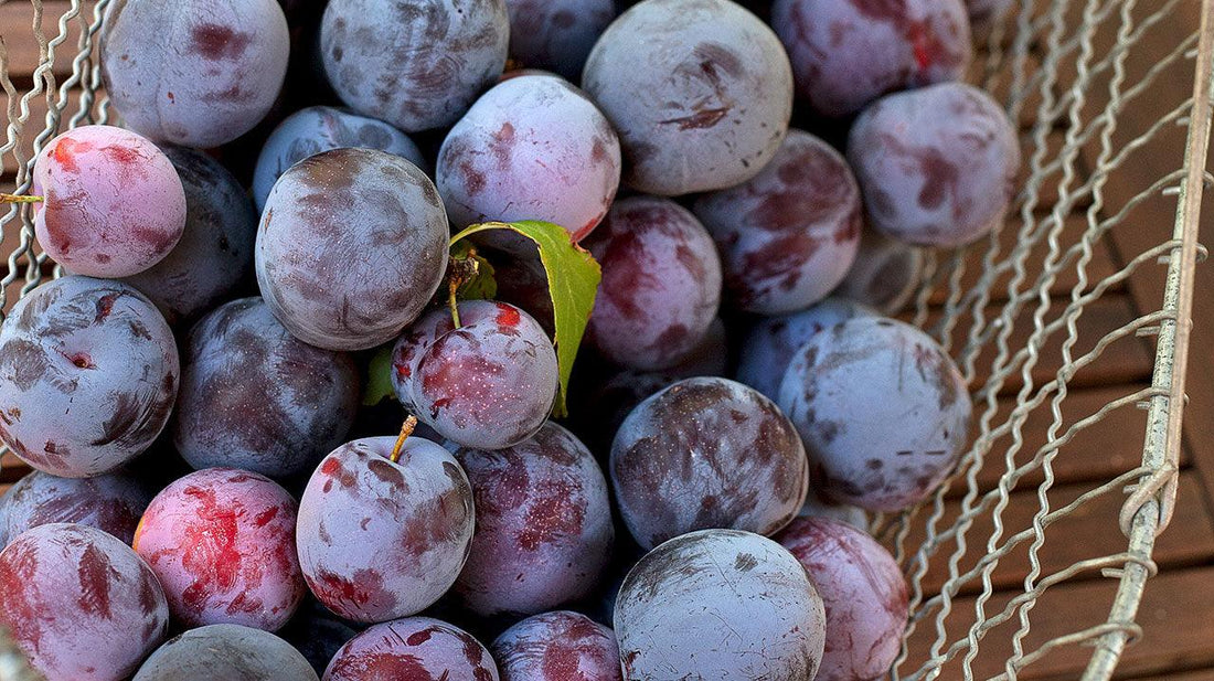 Fresh ripe plums for a homemade plum cake