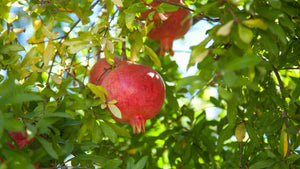 How to Grow a Pomegranate Tree