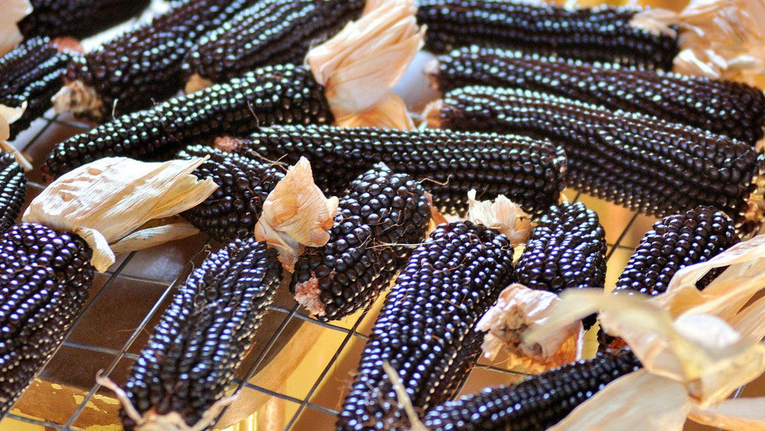 Assorted blue, white, and yellow ears of corn
